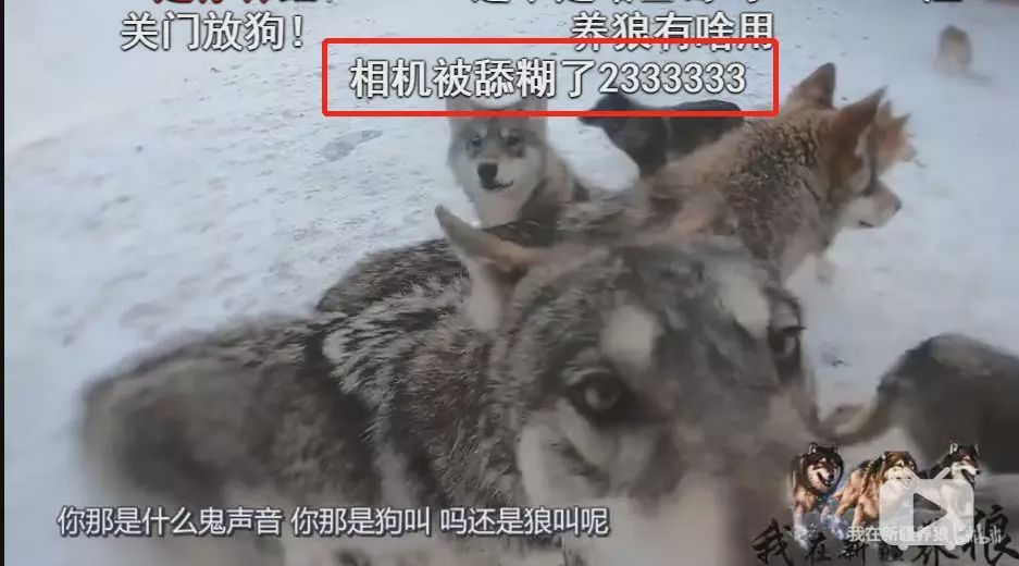 养狼disco：我在*疆新**，把狼养成了哈士奇