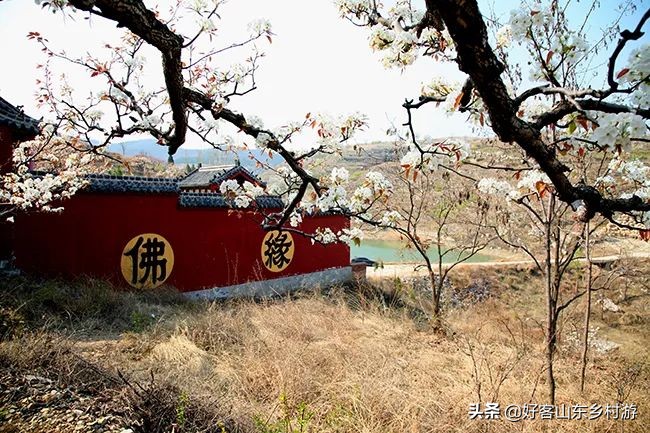 济南春季赏花自驾,济南踏青赏花新模式