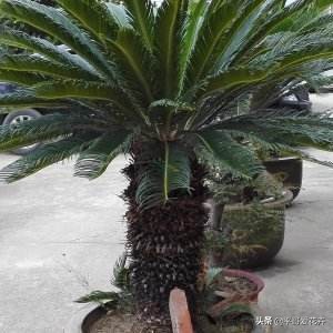 怎样使铁树的叶子变油绿,铁树叶子不油绿什么原因