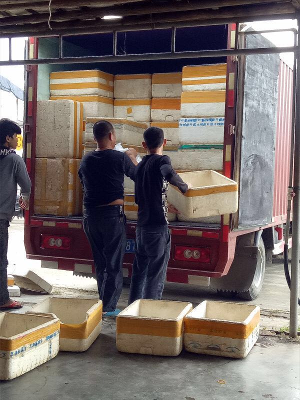 竹鼠养殖项目视频,竹鼠养殖业最新政策