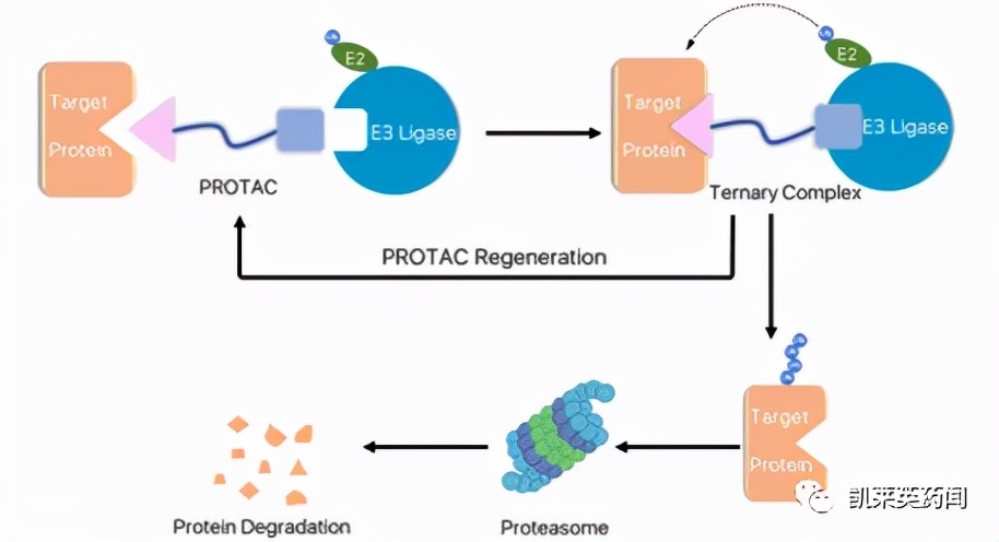 protac小分子的发展历程,protac相比于小分子药物的优势
