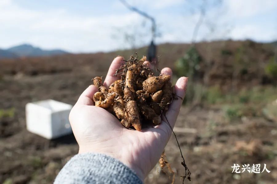 安徽道地药材天麻,天麻的道地药材