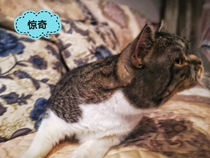 在米拍聚众吸猫吸狗是一种怎样的体验？