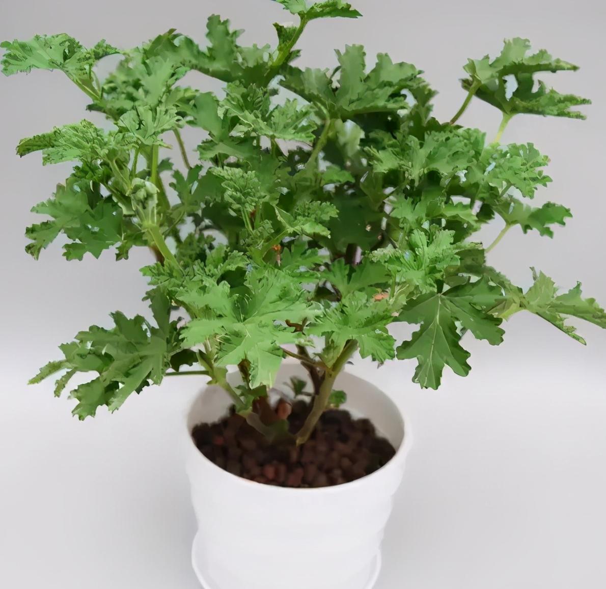 家里不点蚊香怎么解决蚊虫,乡下蚊子多不点蚊香怎么处理