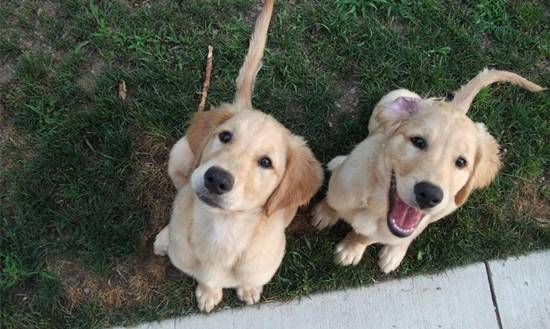 狗狗刚到新家拉肚子怎么办,我的养狗经验