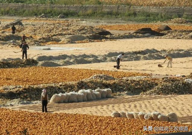 2023年农村种植补贴多少钱一亩,农业补贴下半年多少亩才有补贴