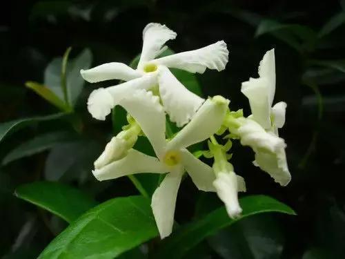 一次性摘各种各样的水果,一次性种很多草莓会怎么样