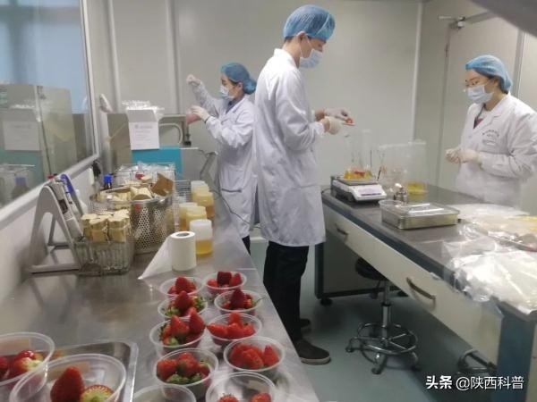 草莓不洗直接吃会有寄生虫吗,草莓洗过了可以放到第二天吃吗