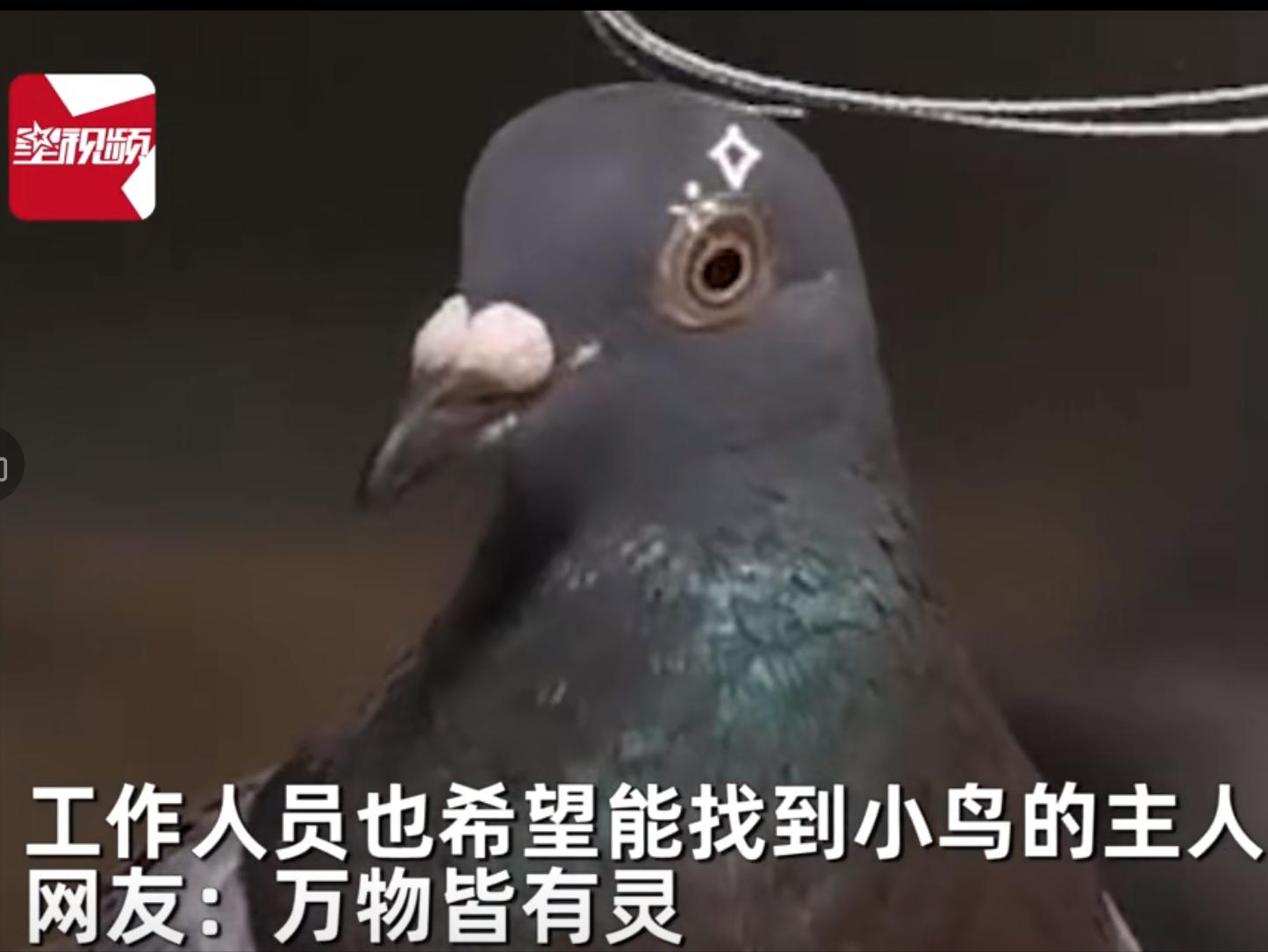 小鸟受伤怎么救治,小鸟受伤了怎么给自己治病