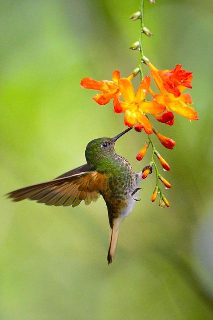 世界所有国家国鸟,世界各国国鸟大全