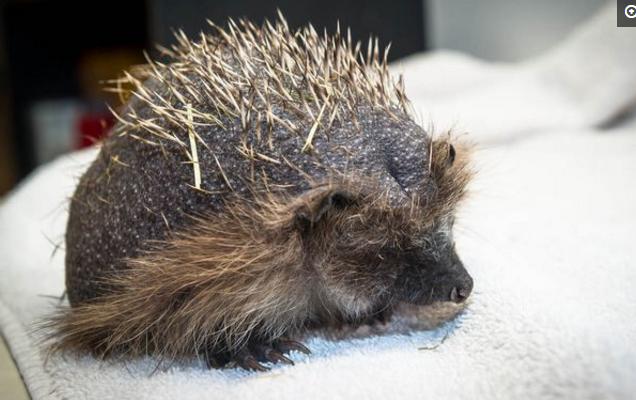 小刺猬掉毛,刺猬身上的刺都掉光了