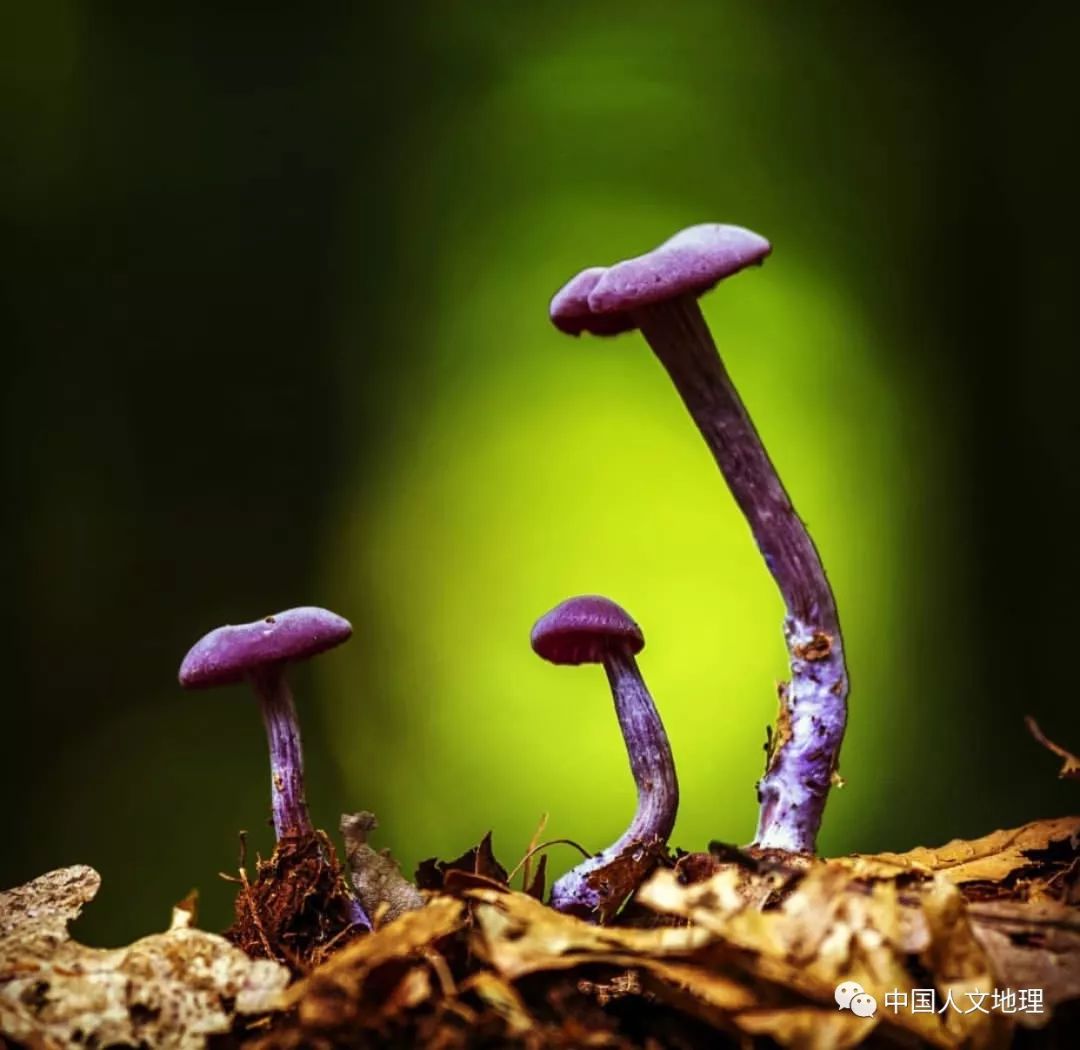 摄影彩色蘑菇,摄影师拍摄迷你蘑菇