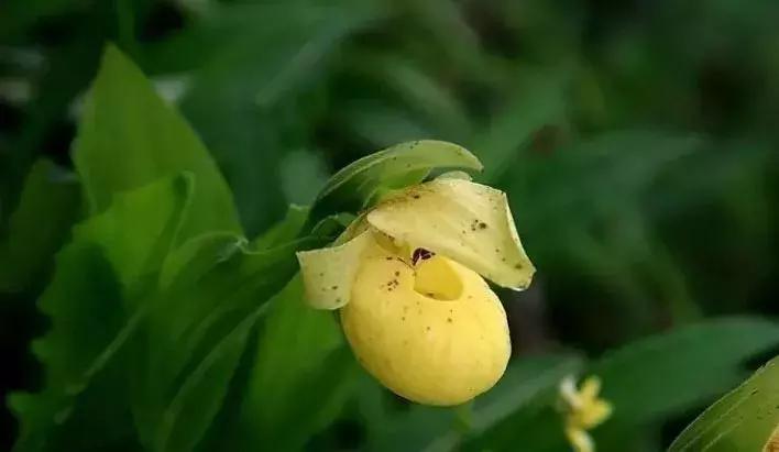 史上最全的兰花鉴赏,兰花品种之精品欣赏