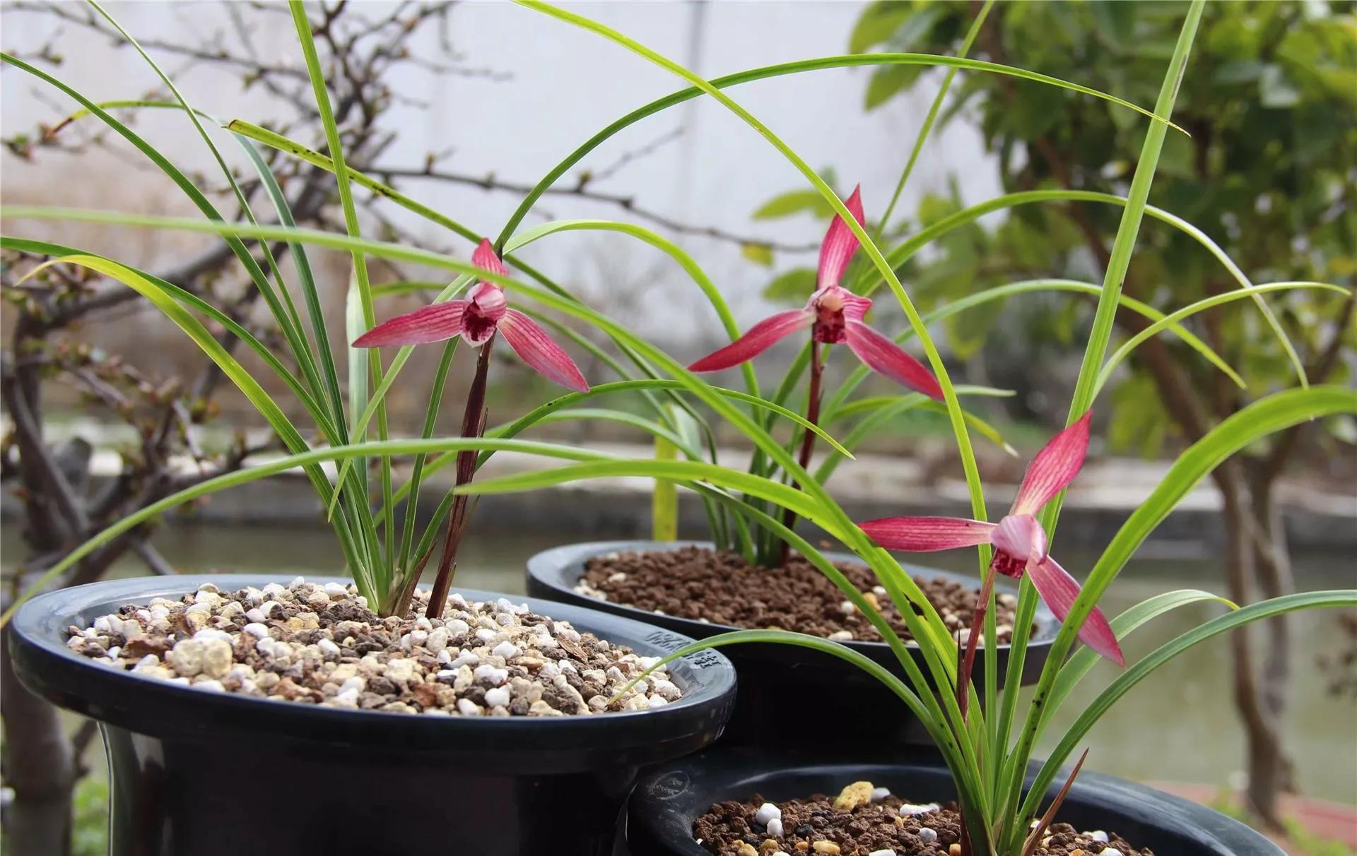 云南玉溪春兰,云南玉溪的春兰品种有哪些