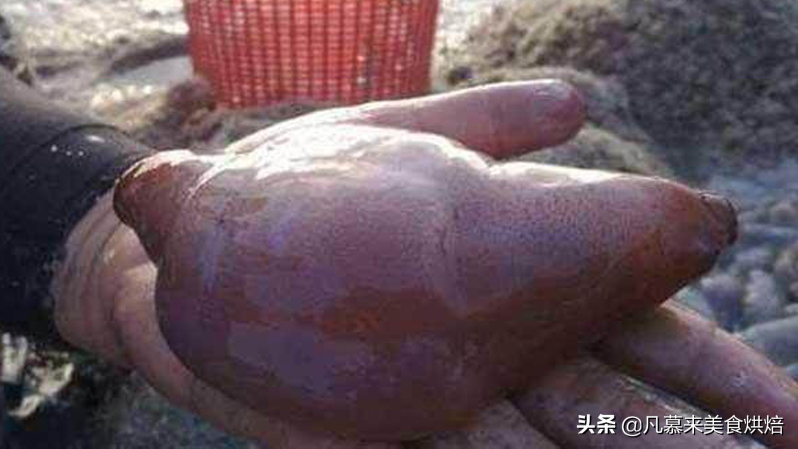 海参有多少种品种科普,海参品种齐全多种多样