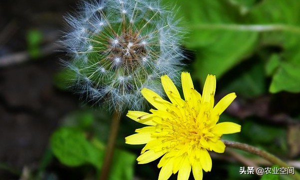 盘点那些奇葩野菜,可以吃的常见野菜有哪几种