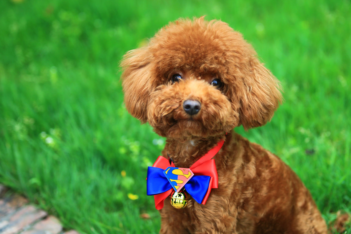 泰迪犬几个月开始养最佳,泰迪犬各成长阶段喂食标准