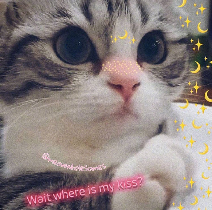 猫咪背景图ins风,猫咪背景图ins高级质感黑猫