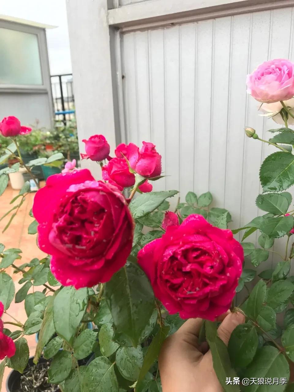 月季春季第一波花要不要剪,月季春季第一波花开后嫁接