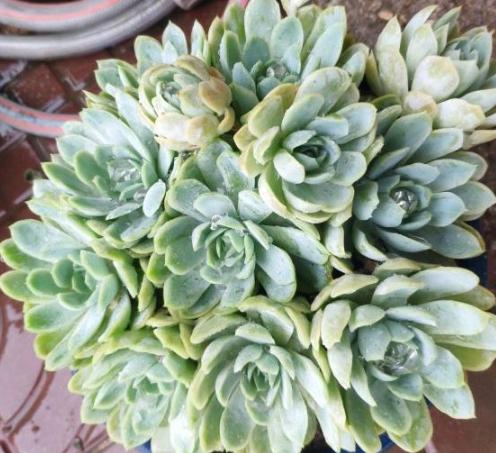 夏季冰玉多肉怎么养护,多肉冰梅夏天怎么养殖