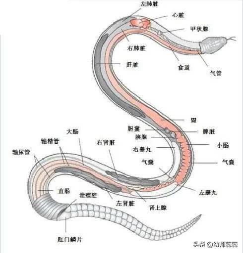 世界上最大的的蛇最怕什么,世界上最大的蛇和最危险的蛇