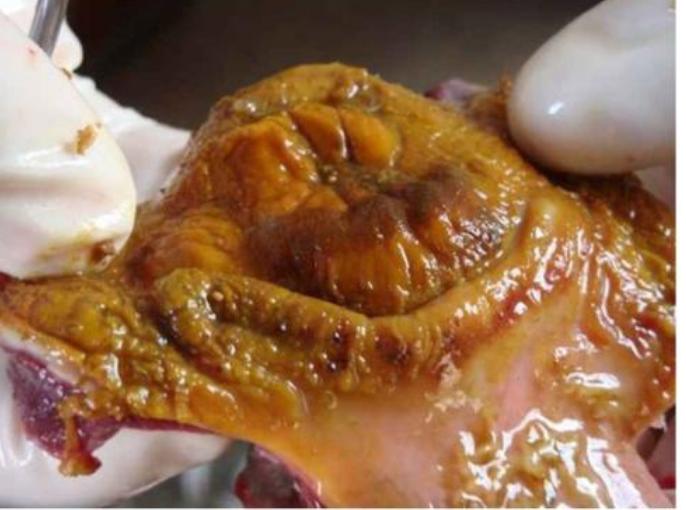 脱霉剂兽用正品鸡用,鸡脱霉剂