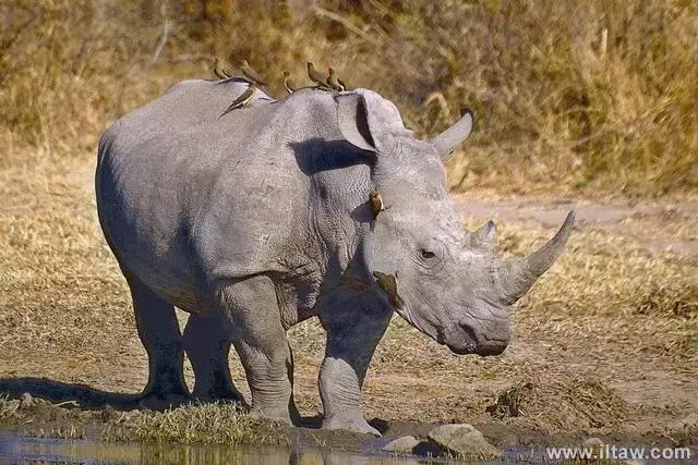 犀牛奇蹄目犀科动物,犀牛体格威猛是一种珍贵动物