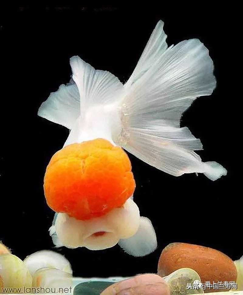 十大最稀有的金鱼品种,比较大的金鱼品种有哪些