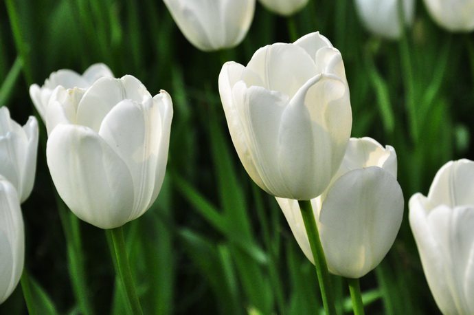 郁金香的花语和寓意是什么意思呀,不同颜色郁金香花语和寓意一样吗