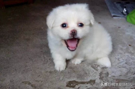 狗狗呕吐的症状及治疗方法,狗狗呕吐怎么办最有效的方法