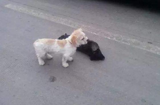 狗狗5种表现离死亡不远了,狗狗常见的十大疾病