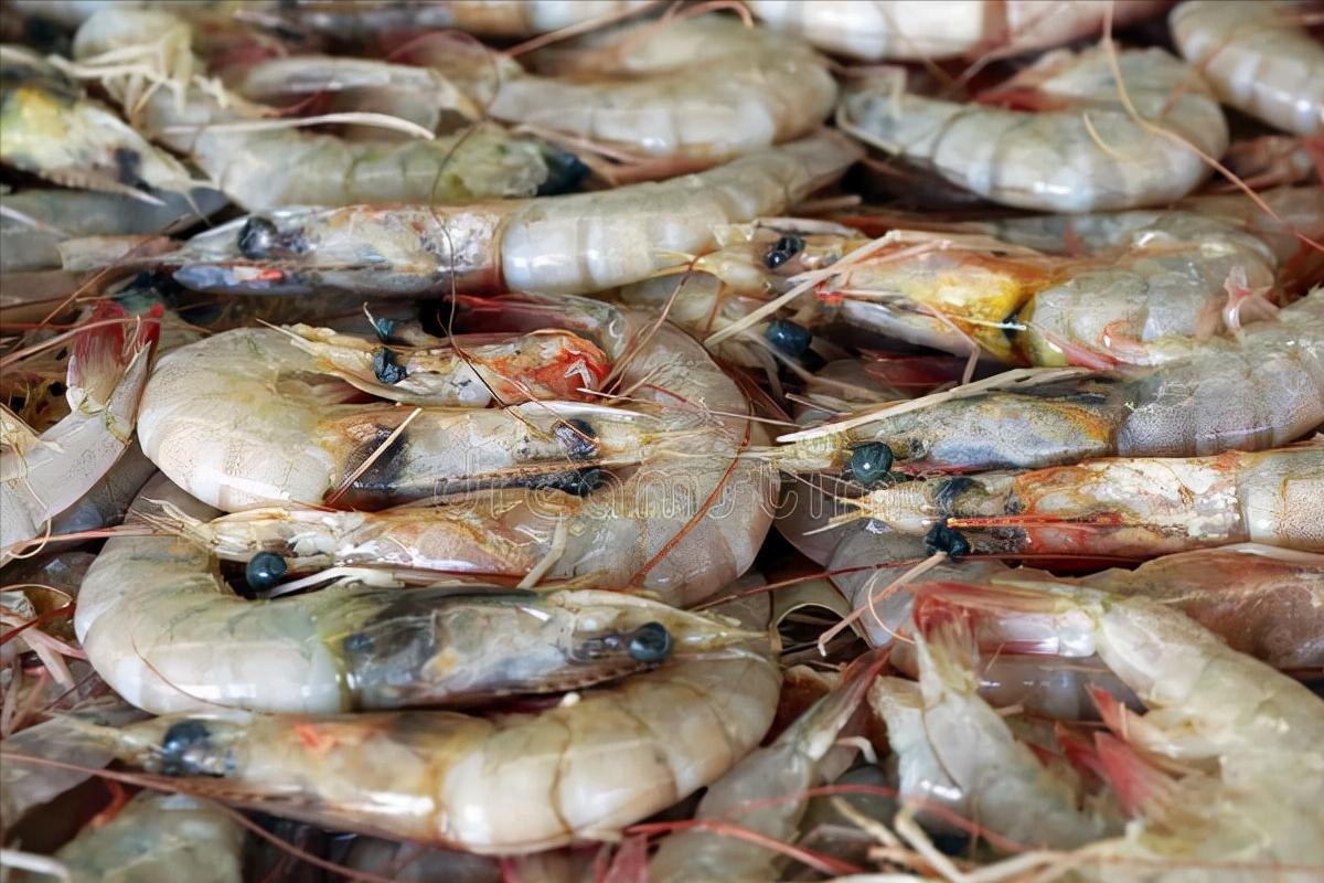 买大虾买什么样的品种的虾最好啊,买虾记住五种别买