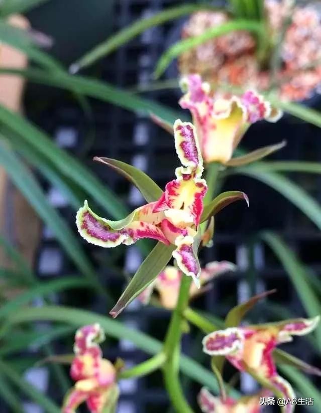 蒙山之春此花浓妆艳抹，彩块鲜红，是养兰人争相收藏的精品