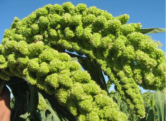 山西特产沁州黄小米,山西沁州黄小米营养价值