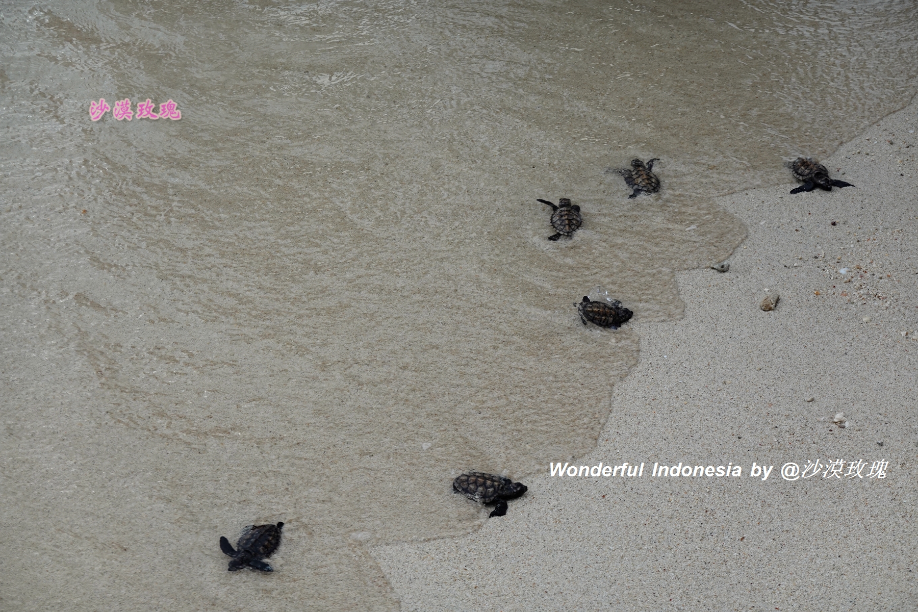 印尼跟团游深度探索当地人文风情,印尼朝圣之旅