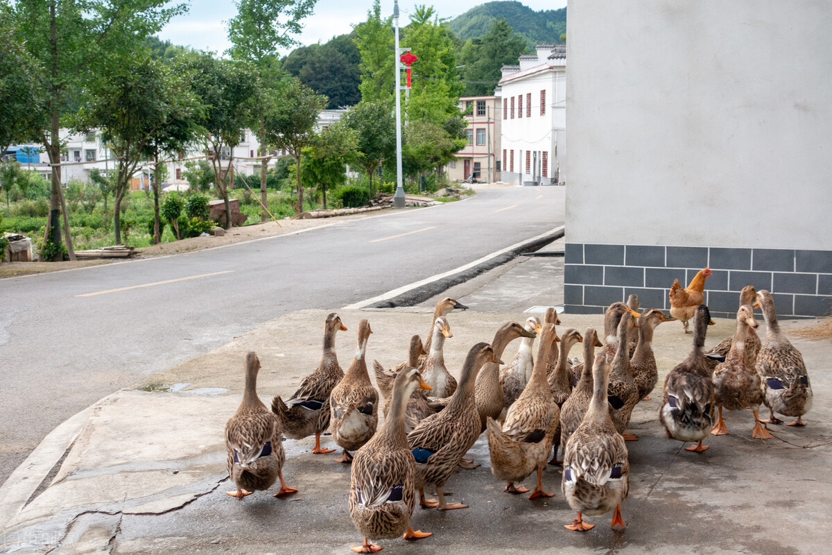 农村俗语“宁可借人一斗米,不愿借人半担柴”,为啥呢?答案来了