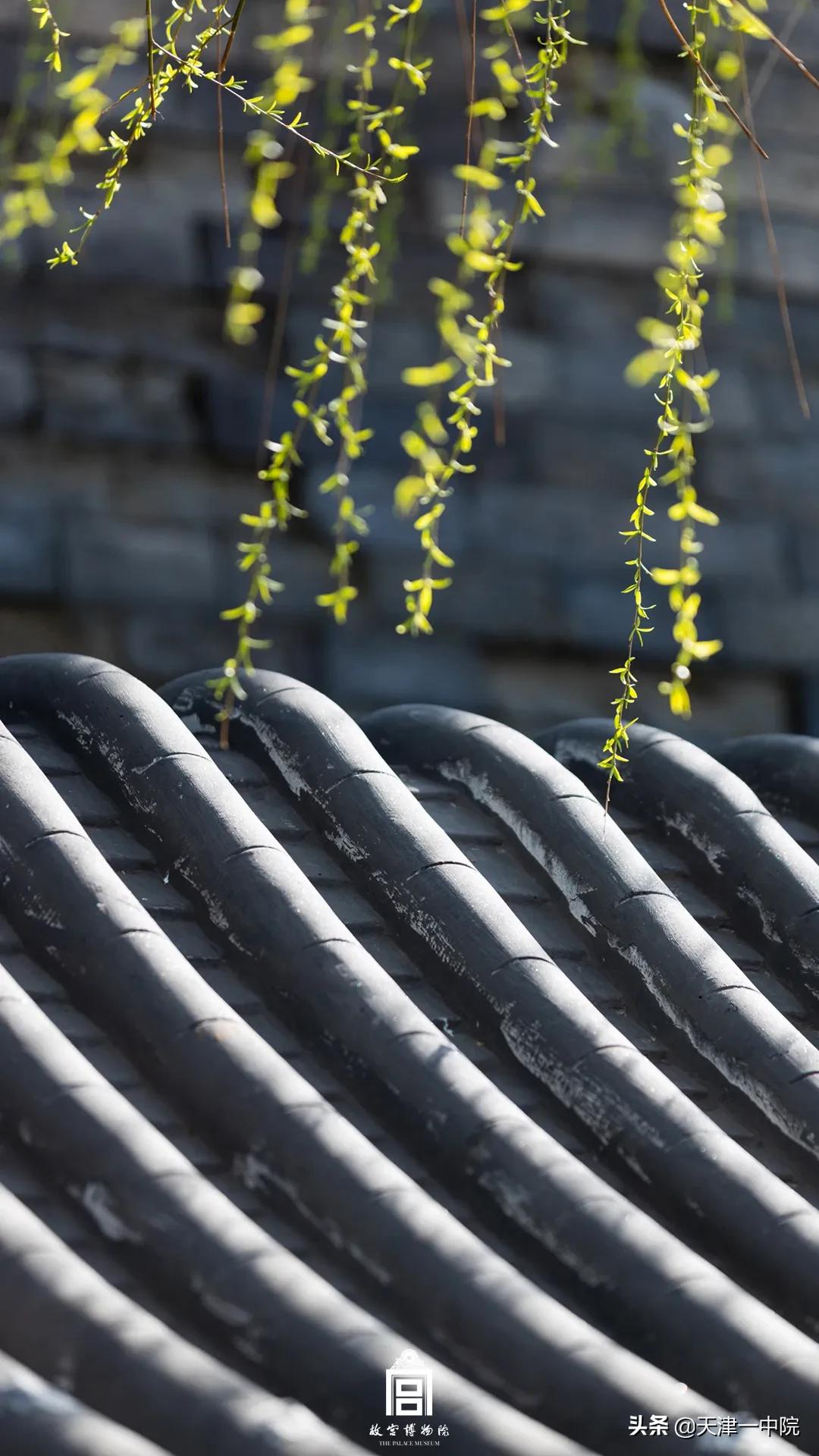 故宫重新开放！这一季错过的春色统统还给你