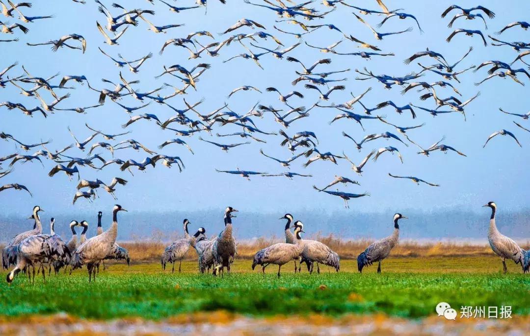 向世界推介郑州东区,向全世界推介郑州