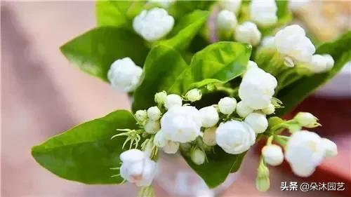 家中植物被冻伤了怎么办,家里植物被冻了怎么办