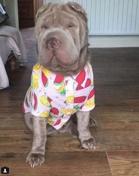 当这只整天都“睡不醒”的沙皮，遇上一位心灵手巧的铲屎官