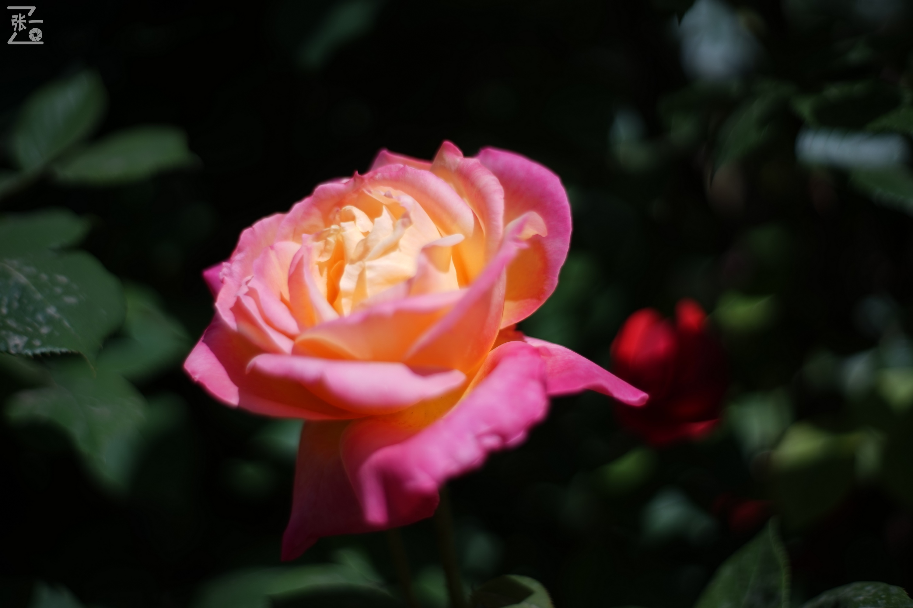 凤凰国产50mm镜头,凤凰索尼e口镜头