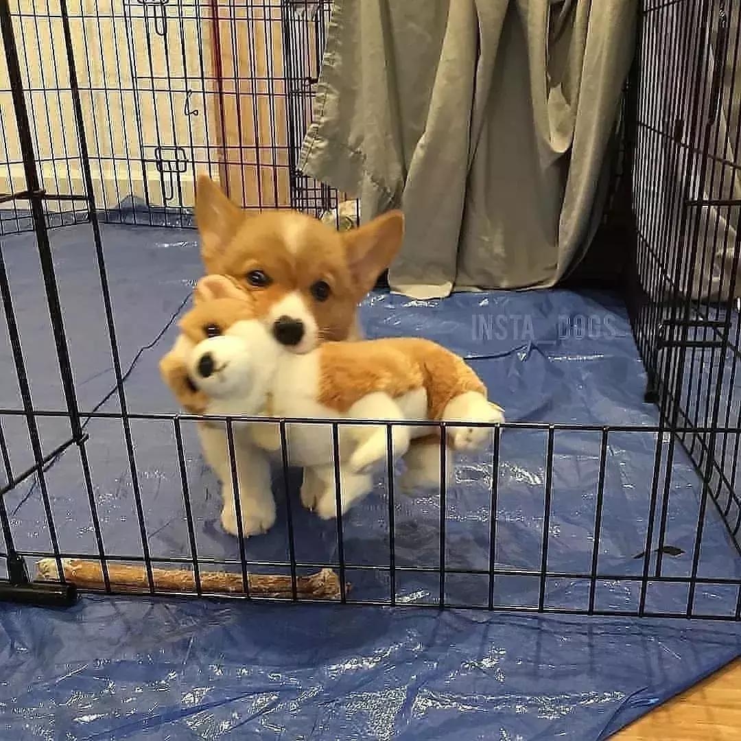 狗狗适合什么玩具及如何和它玩耍,养宠物狗给它准备什么