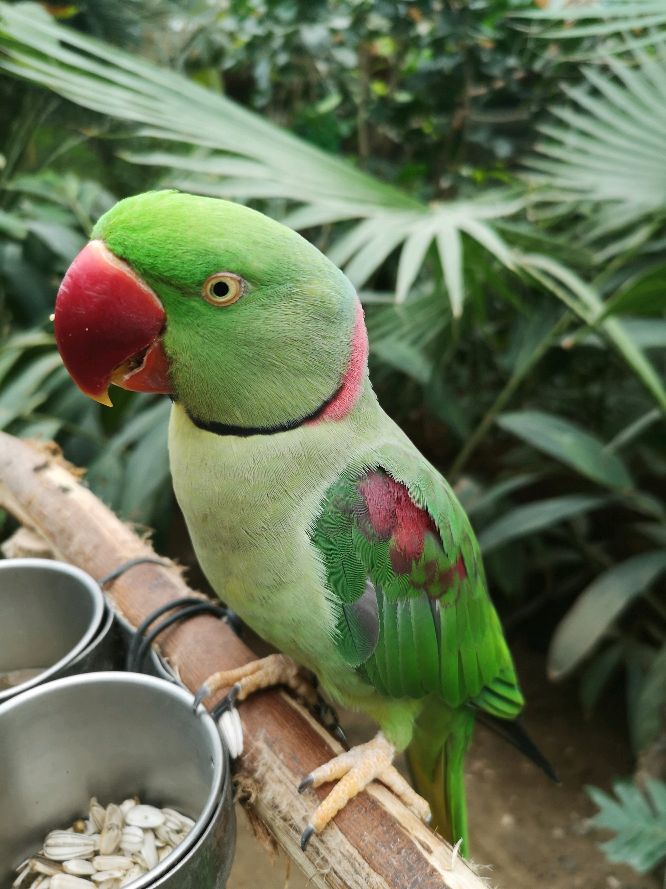 鹦鹉园里鹦鹉真不少，认识3种以上，当之无愧鹦鹉界老司机