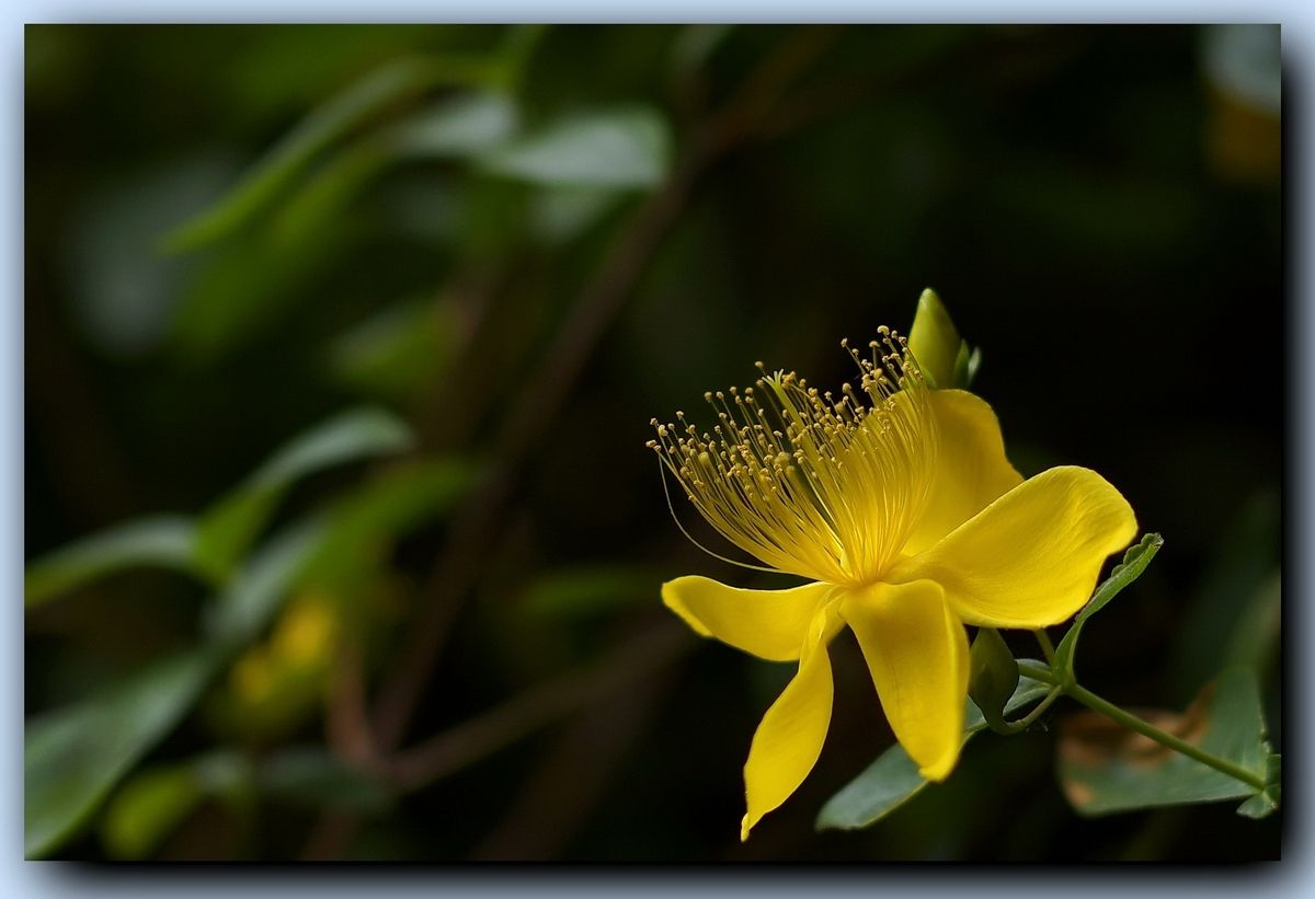 ps基础教程模糊的图片变清晰,ps如何运用锐化边缘图片变清晰