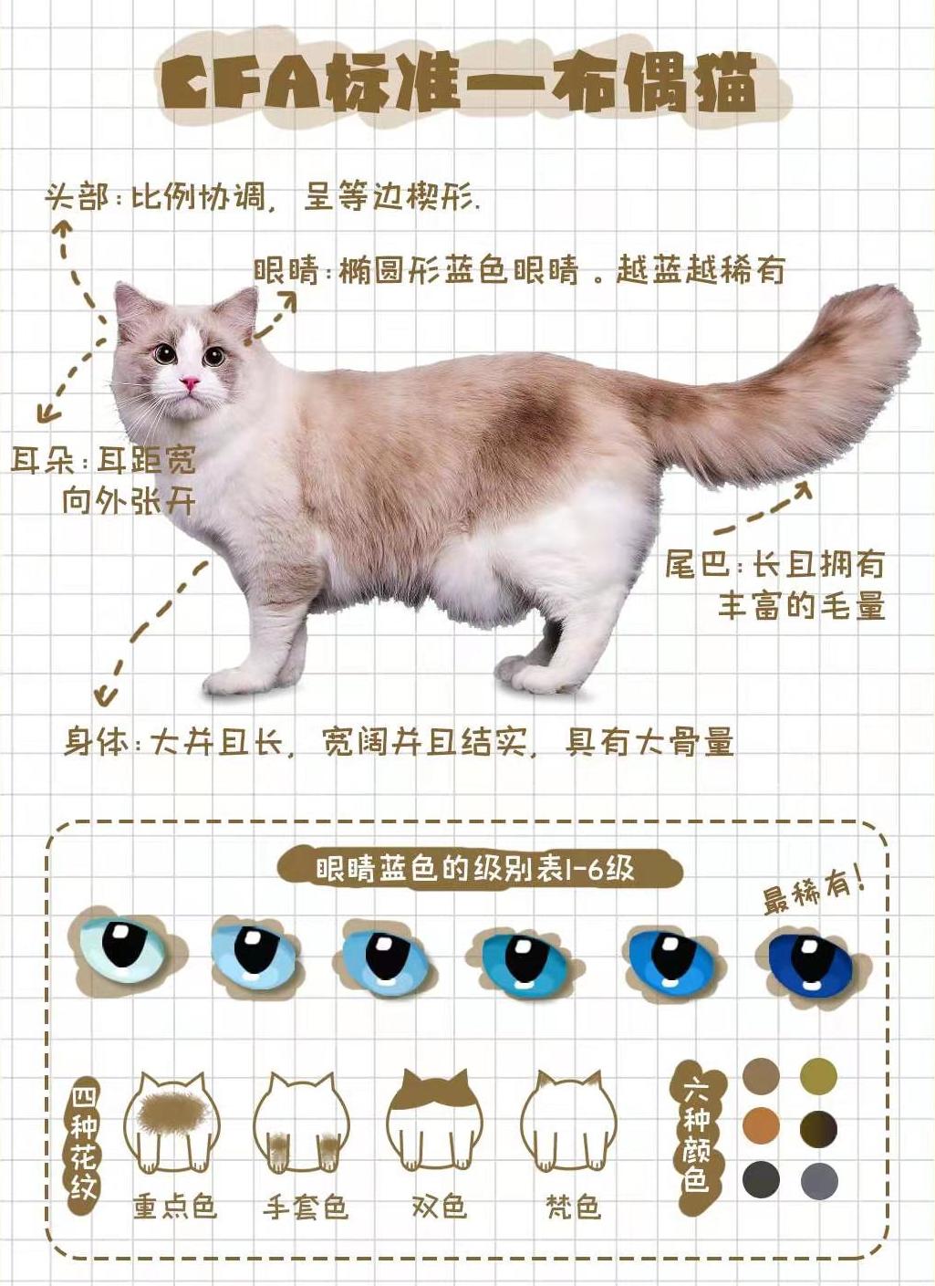 布偶仙女猫高清图片,布偶猫的前世今生