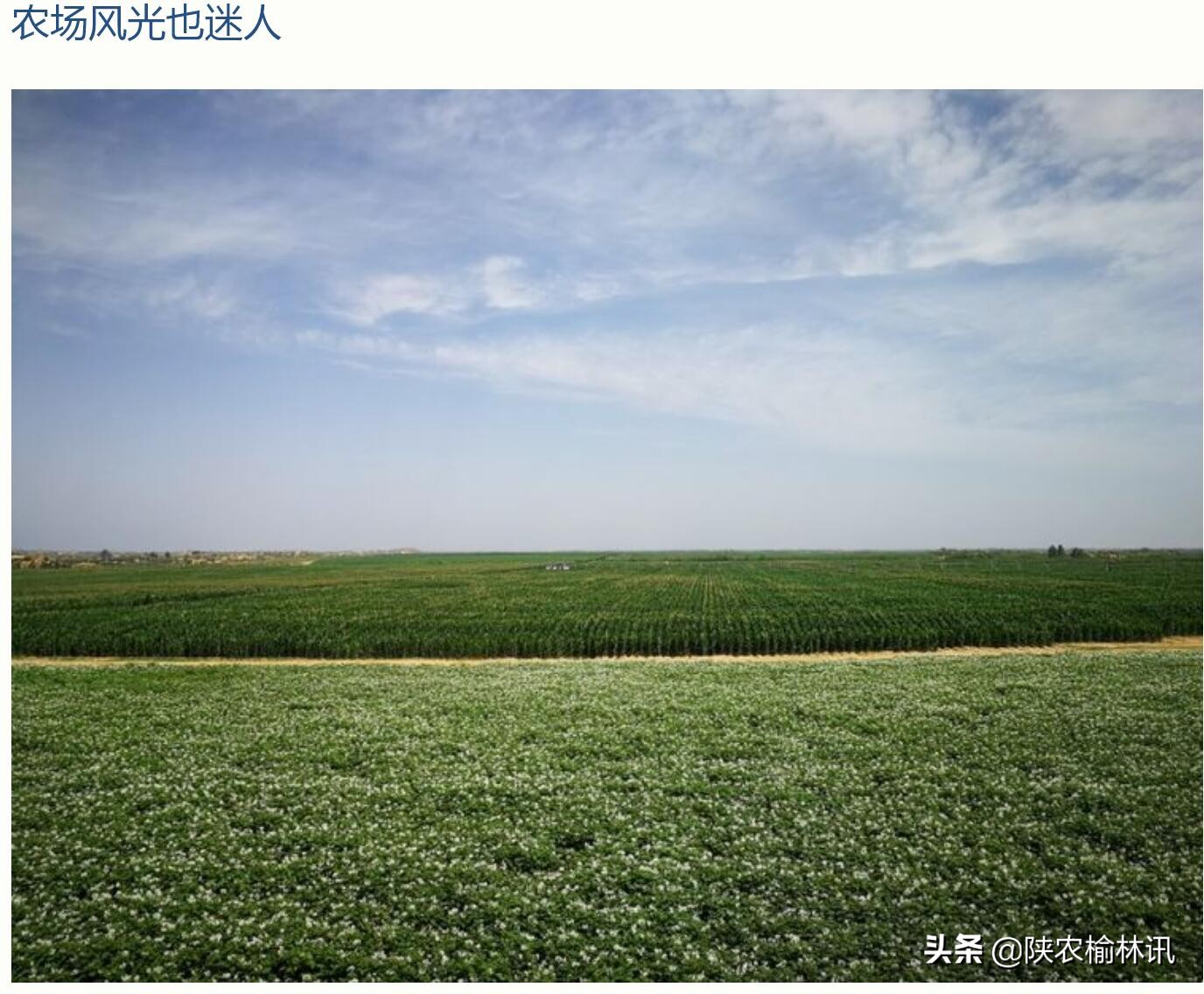 草比粮贵的启示——陕西大地种业(集团)有限公司采风有感