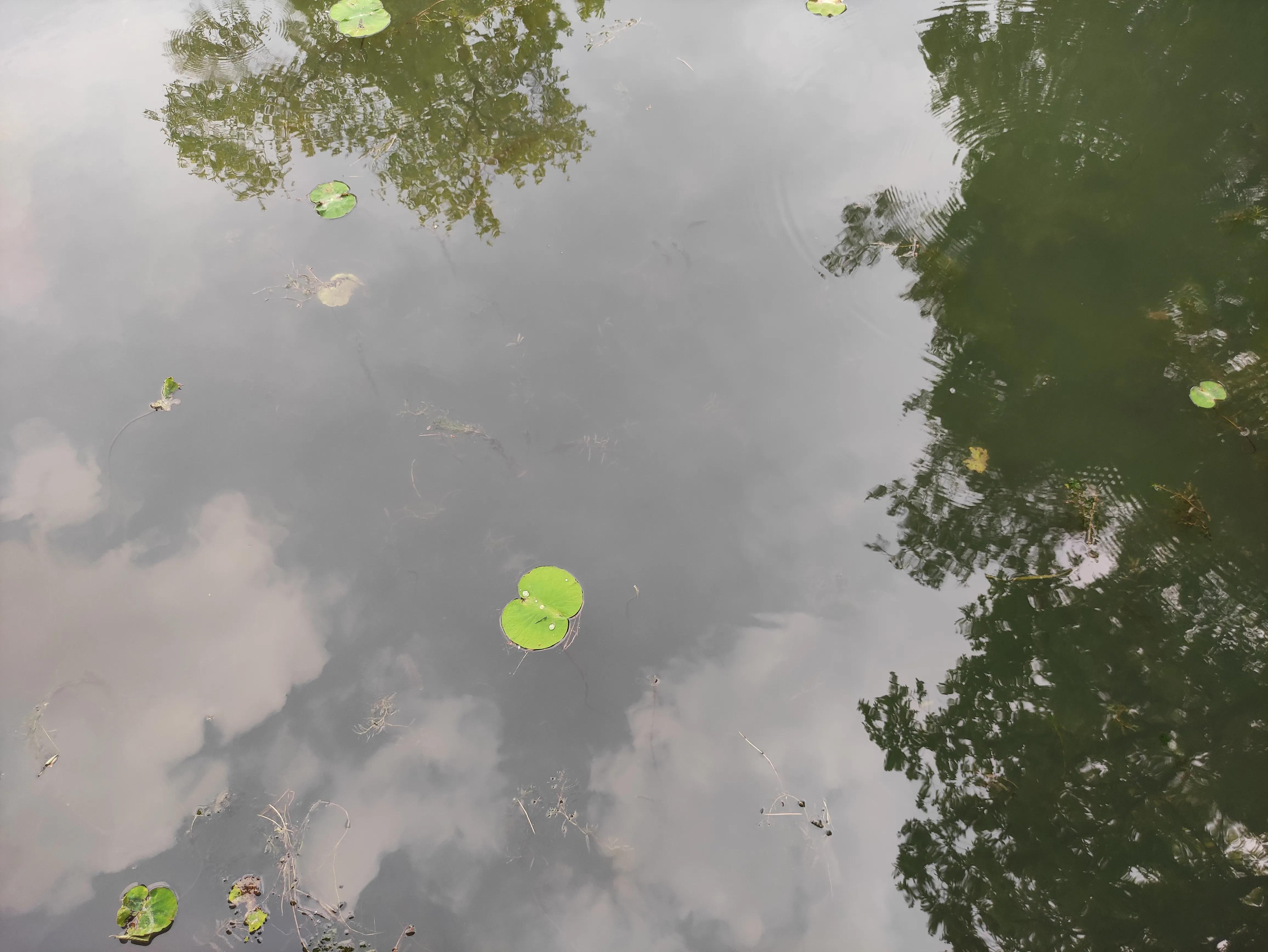 苏州园林拙政园预约,苏州园林拙政园民宿