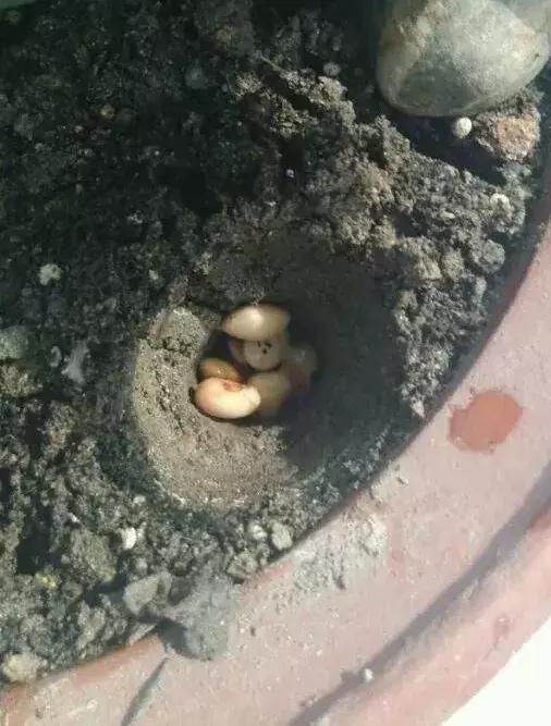 君子兰爱喝醋更爱喝酒,君子兰爱喝过期牛奶吗