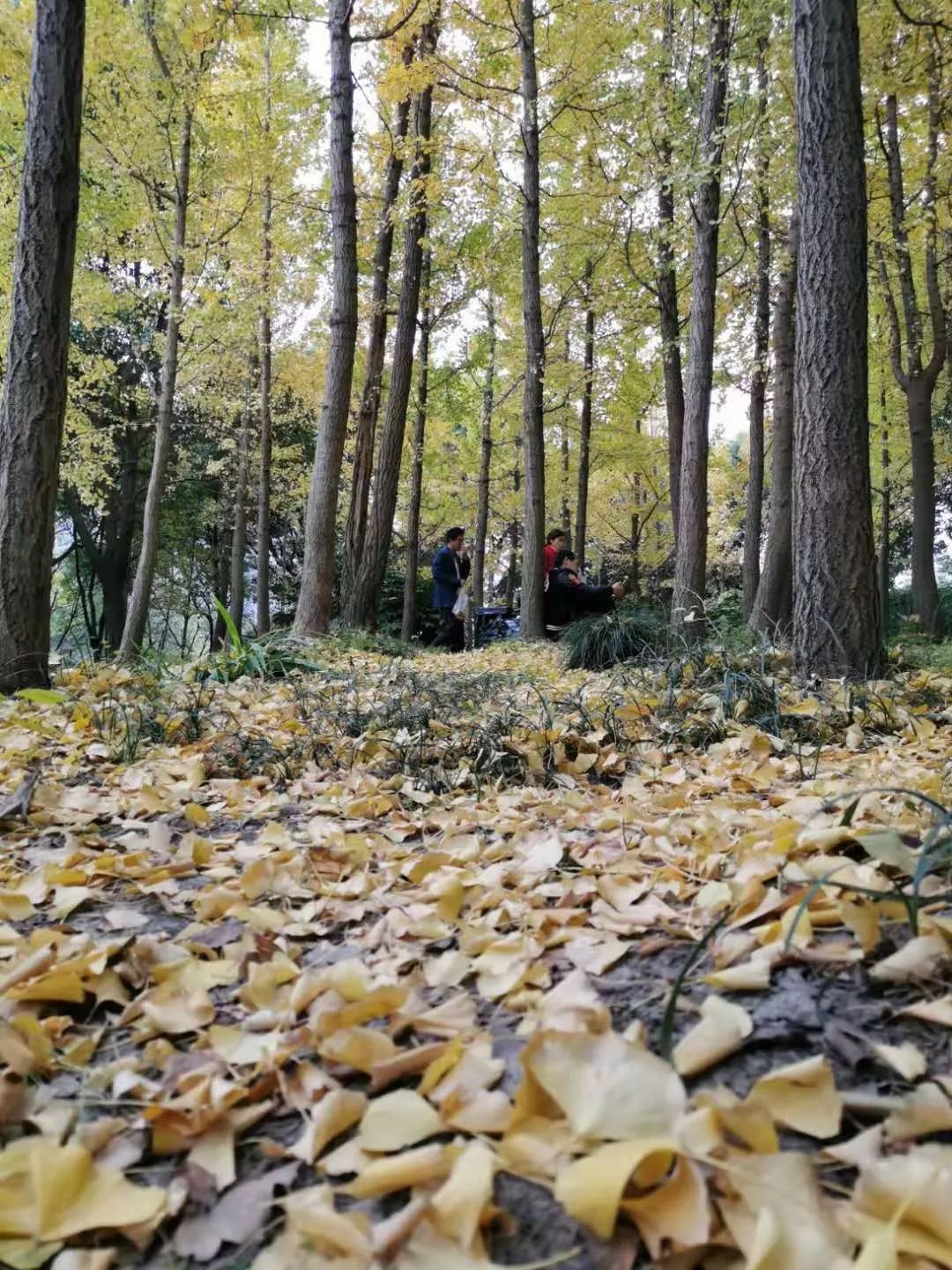 上海银杏叶打卡的地方,上海周边哪里有银杏叶