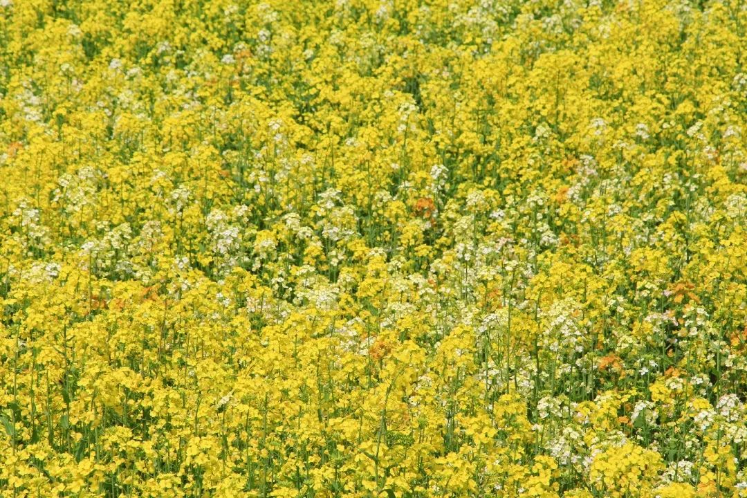 赏春图鉴丨赏花海、品清茶、尝美食...乌当百宜镇这条宝藏春游线路，就等你来打卡啦！
